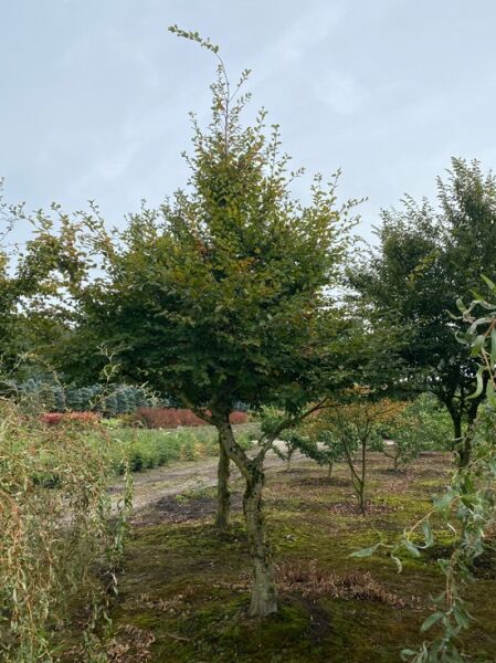 Hainbuche / Charakterbaum / Carpinus betulus 300 cm breit x 500-600 cm hoch