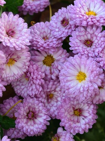 Chrysanthemum hortorum 'Ceddie Mason' / Chrysantheme 'Ceddie Mason' / Winter-Aster 'Ceddie Mason'