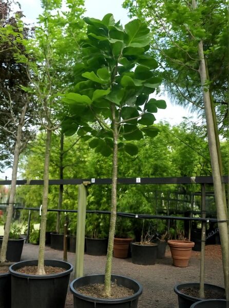 Magnolia tripetala (Schirm-Magnolia) Hochstamm 20-25 StU im Container mit aufrechtem Stamm und großen grünen Blättern