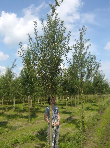 Malus domestica 'Gala' / Apfel 'Gala' Hochstamm 18-20 StU mit Drahtballen, junger Baum mit grünen Blättern und Äpfeln