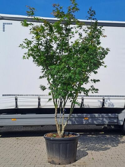 Japanischer Ahorn / Fächer-Ahorn 'Osakazuki' 250-300 cm Schirmform / Acer palmatum 'Osakazuki' (874269)