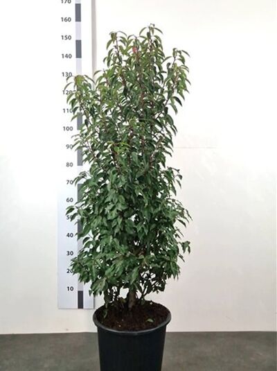 Portugiesischer Kirschlorbeer - Prunus lusitanica 'Angustifolia'
