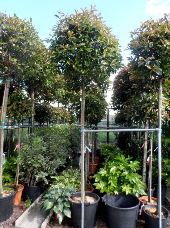 Glanzmispel 'Red Robin' - Photinia fraseri 'Red Robin' - Baumschule  NewGarden