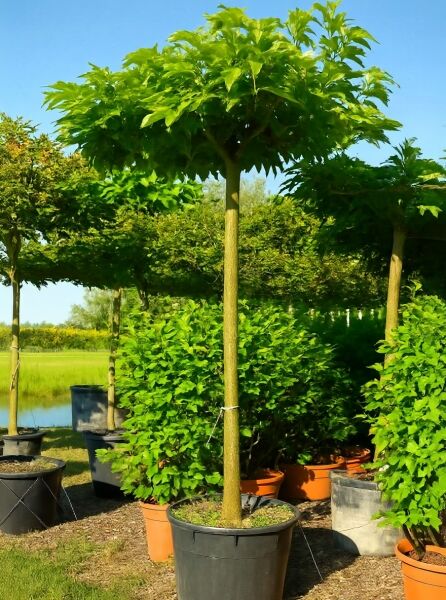 Morus alba 'Fruitless' / Weißer Maulbeerbaum 'Fruitless', Dachform, Hochstamm im Container mit grünem Laub.