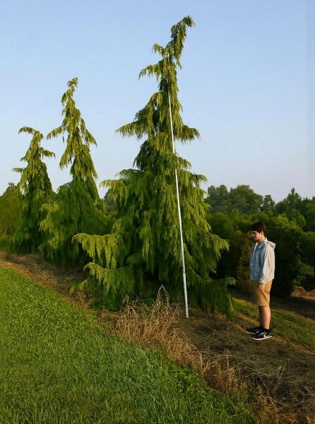 Hänge-Nootkazypresse (Chamaecyparis nootkatensis 'Pendula') 500–600 cm, mit überhängenden Zweigen und grünen Nadeln.