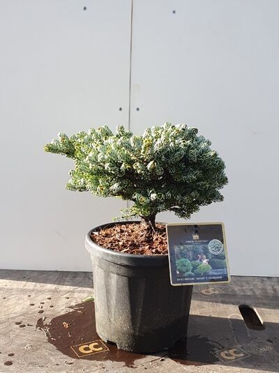 Eissilberne Zwerglockentanne Abies koreana 'Kohouts Icebreaker' 25-30 cm C5 im Topf, kompakt wachsend mit silbrig-grünen Nadeln.