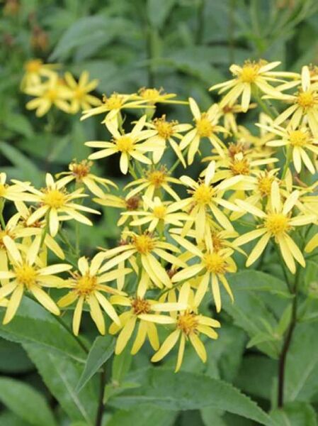 Senecio doria / Großblättriges Greiskraut