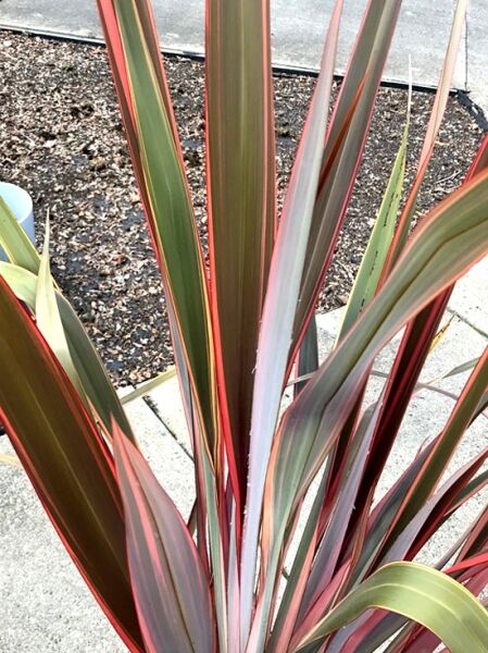 Phormium tenax 'Sundowner' / Neuseeländer-Flachs 'Sundowner' mit langen, aufrechten Blättern in Grün, Rot und Rosatönen