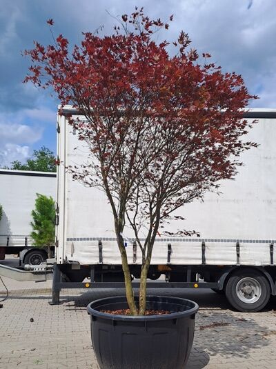 Roter Fächer-Ahorn 200-250 cm Schirmform / Acer palmatum &#039;Atropurpureum&#039; (874458)