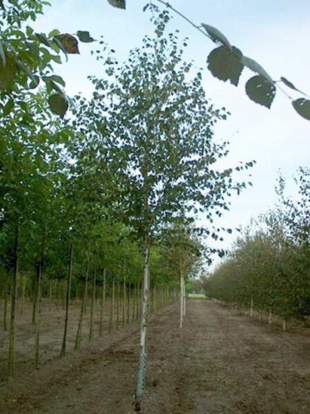 Weißrindige Himalaja-Birke (Betula utilis) 'Doorenbos' Hochstamm 18-20 StU, schlanker weißer Stamm mit grüner Krone.