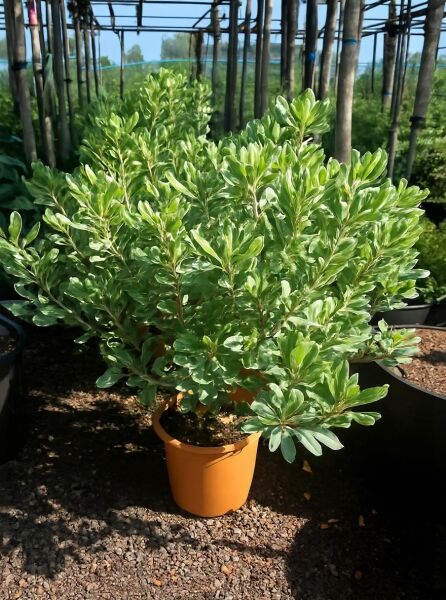 Pittosporum tobira 'Variegatum' / Weißbunter Chinesischer Klebsame 'Variegatum' im Topf, buschiger Wuchs, grün-weiß panaschiert.