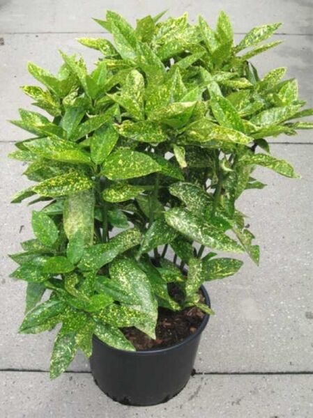 Japanische Aukube 'Variegata' (Aucuba japonica 'Variegata') im Topf, grüne Blätter mit gelber Sprenkelung.