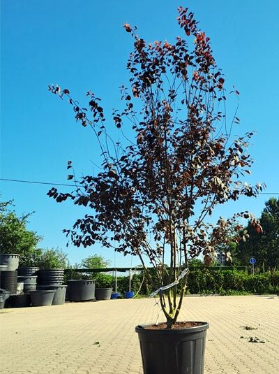 Blut-Pflaume 'Nigra' 300-350 cm Schirmform - Prunus cerasifera 'Nigra' (1577155)