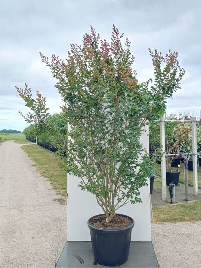 Indische Lagerströmie 'Braise d'été' / Kreppmyrthe - Lagerstroemia indica 'Braise d'été'