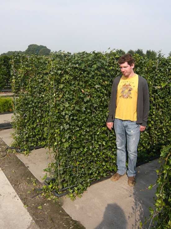 Irischer Efeu / Efeu / Fertighecke / Heckenelement 180 cm - Hedera hibernica