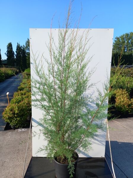 Sommer-Tamariske Tamarix ramosissima 'Hulsdonk White' 175-200 cm C20, aufrechter Strauch im Topf mit feinen grünen Trieben