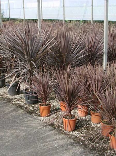 Keulenlilie 'Purpurea' / Cordyline australis 'Purpurea'