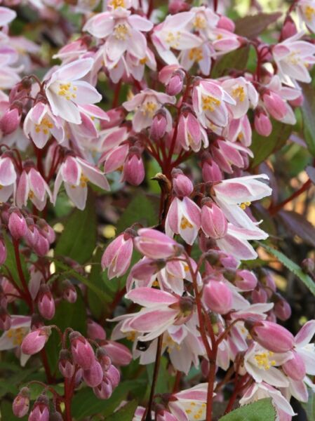 Maiblumenstrauch 'Yuki Cherry Blossom'® / Deutzia rosea 'Yuki Cherry Blossom'®