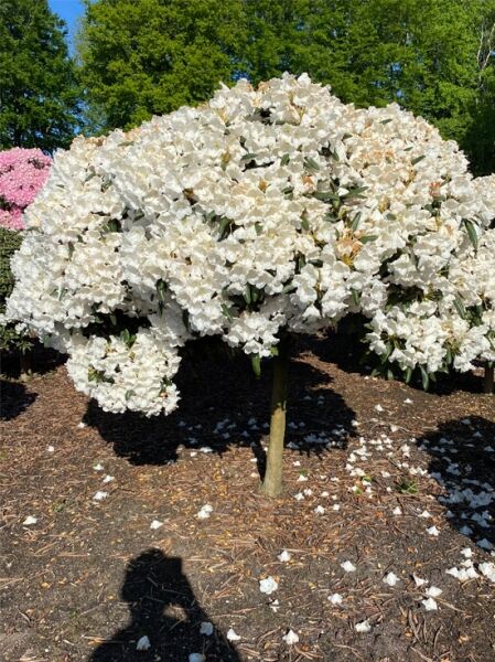 Rhododendron 'Mist Maiden' / Rhododendron yakushimanum 'Mist Maiden' auf Stamm 