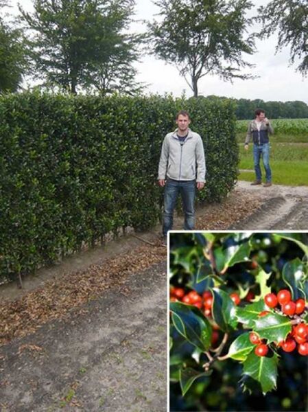 Stechpalme 'Blue Maid' / Fertighecke / Heckenelement 180 cm / Ilex meserveae 'Blue Maid'