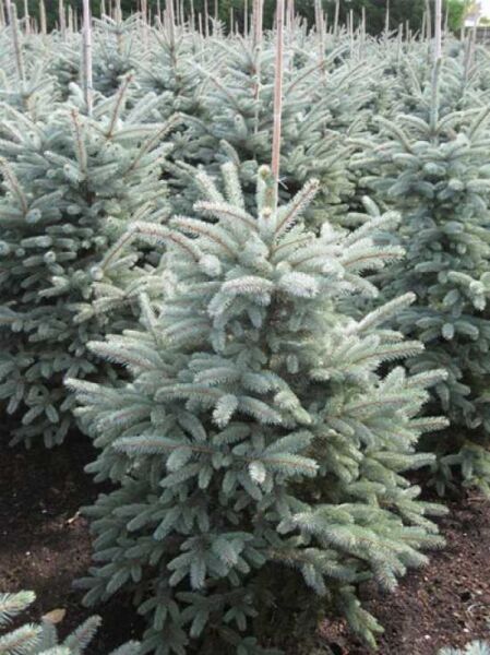 Picea pungens 'Fat Albert' / Blaue Stech-Fichte 'Fat Albert' 125-150 cm m. Db., kompakter Nadelbaum mit blauen Nadeln