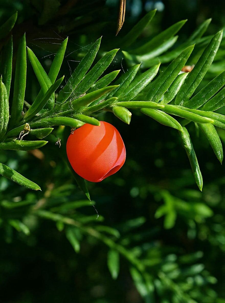 Gewhnliche Eibe / Heimische Eibe - Taxus baccata - Baumschule NewGarden