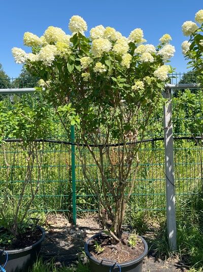 Limonenfarbene Rispen-Hortensie 'Schirmform' / Hydrangea paniculata 'Limelight ®' (876374)