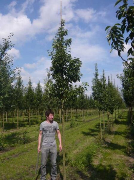 Zierapfel 'John Downie' / Zierapfel 'John Downie'