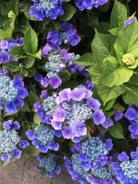 Hydrangea macrophylla 'Blaumeise' ('Blue Sky') / Teller-Hortensie 'Blaumeise'