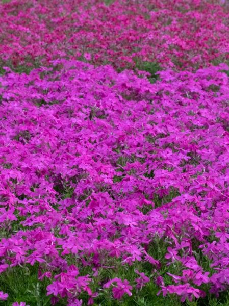 Polster-Phlox 'McDaniel's Cushion' / Phlox subulata 'McDaniel's Cushion'