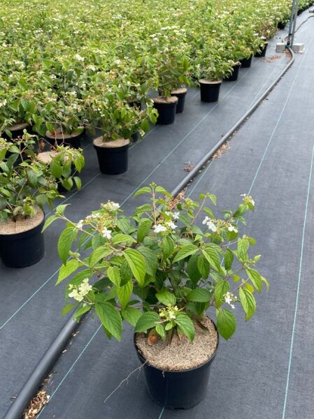 Japanischer Zwerg-Schneeball 'Watanabe' / Japanischer Zwerg-Schneeball 'Watanabe'