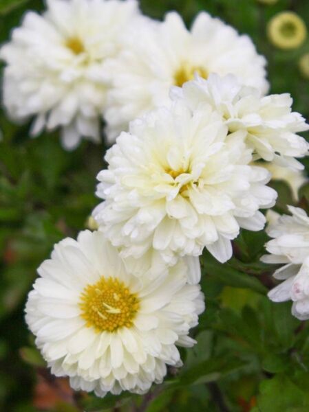 Chrysanthemum hortorum 'Poesie' / Chrysantheme, Winter-Aster