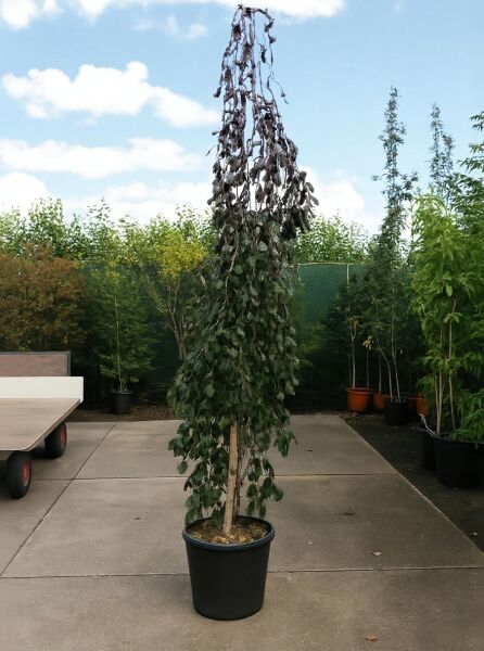 Hänge-Blut-Buche (Fagus sylvatica 'Purpurea Pendula') 300–350 cm, C90, schlanker Hochstamm im Topf mit hängendem Laub