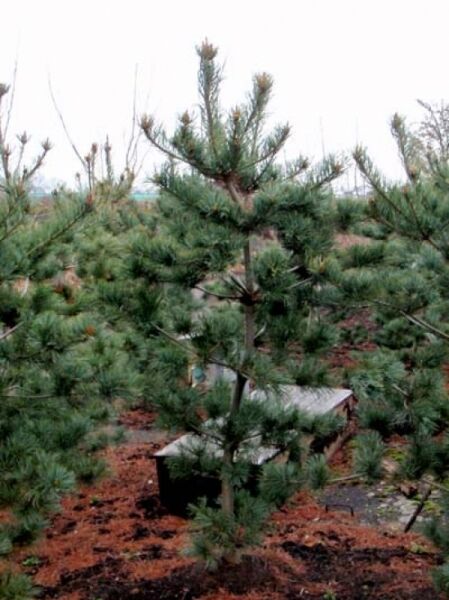 Pinus parviflora 'Tempelhof' / Mädchen-Kiefer 'Tempelhof' 150-175 cm C50, aufrechter Nadelbaum im Container mit grünem Nadelwerk