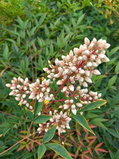 Heiliger Bambus / Himmelsbambus - Nandina domestica - Baumschule NewGarden