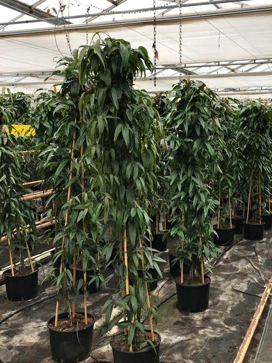 black cardinal variegata Philodendron Black Cardinal Variegated 4