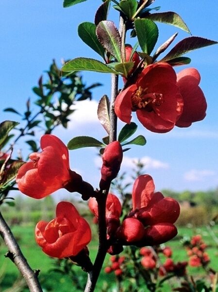 Zierquitte 'Friesdorfer Typ 205' / Zierquitte 'Friesdorfer Typ 205'