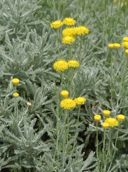 Santolina serratifolia (Heiligenkraut) mit silbrig-grauem, fein gefiedertem Laub und gelben, kugeligen Blütenköpfen