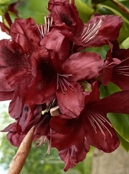 Rhododendron Hybride 'Moser's Maroon' (Rhododendron 'Moser's Maroon'), dunkelrote Blüten in Nahaufnahme mit Staubgefäßen