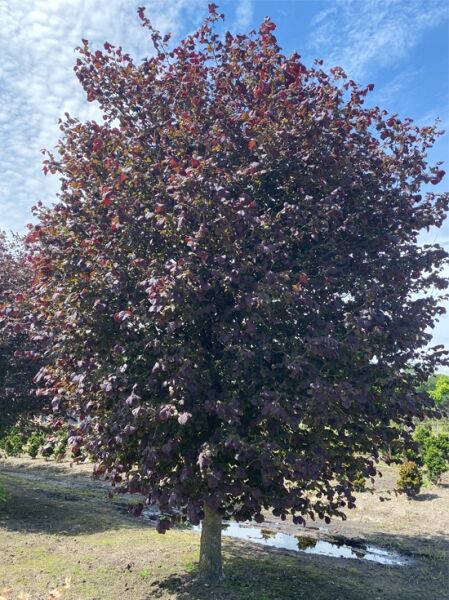Rotblättriger Hasel  / Corylus avellana 'Anny's Compact Red'