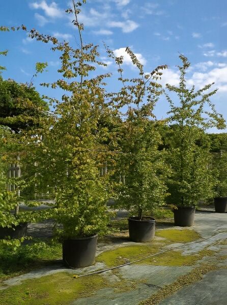 Eisenholzbaum 'Vanessa' (Parrotia persica 'Vanessa') Hochstamm im C90 Container, ca. 300–350 cm, mit grünem Laub.