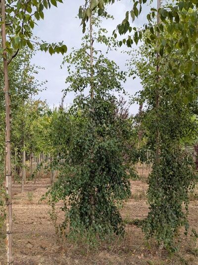 Betula pendula 'Tristis' / Hänge-Birke 300-350 cm m. Db., Baum mit hängenden Zweigen und grünem Laub im Feldanbau.