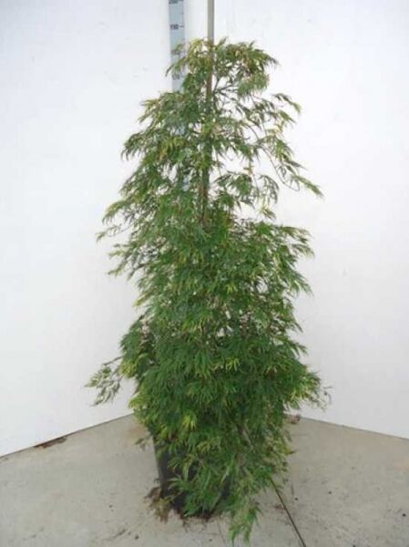 Grüner Schlitz-Ahorn Acer palmatum 'Dissectum', schlank wachsender Fächer-Ahorn im Container, Variante 125-150 cm C20