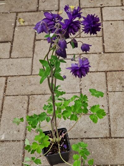 Gefüllte Akelei 'Blue Barlow' (Aquilegia vulgaris 'Blue Barlow') im Topf P9 mit violetten, gefüllten Blüten und grünem Laub