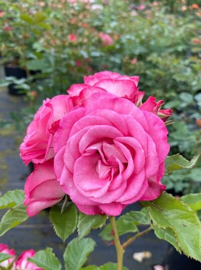 Rosa 'Xenia' / Beetrose 'Xenia' mit gefüllten, pinkfarbenen Blüten und grünem Laub am Rosenzweig