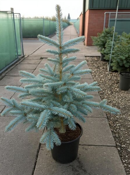 Picea pungens 'Fat Albert' / Blaue Stech-Fichte 'Fat Albert' 80-100 cm C10 im Topf mit blaugrünen Nadeln und aufrechtem Wuchs