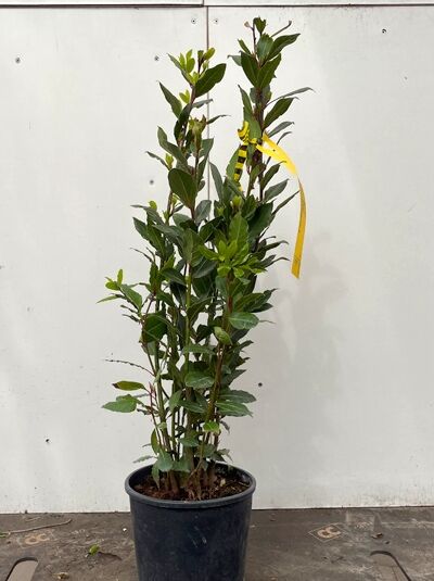 Echter Küchenlorbeer / Edler Lorbeer / Gewürzlorbeer / Echter Küchenlorbeer / Edler Lorbeer / Gewürzlorbeer