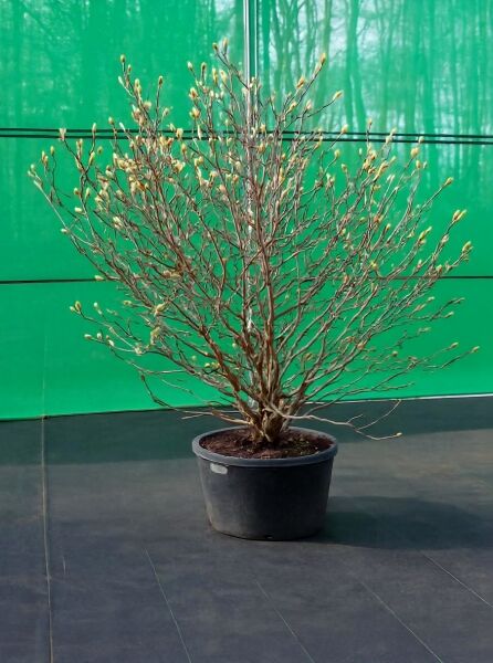 Magnolia stellata 'Royal Star' / Stern-Magnolie 'Royal Star' 125-150 cm C35, mehrstämmiger Strauch im Container mit Knospen