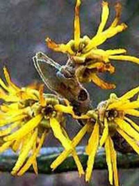 Zaubernuss 'Westerstede' / Hamamelis intermedia 'Westerstede'
