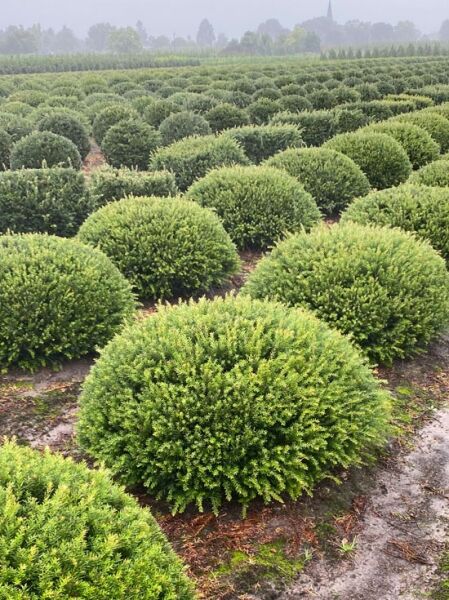Taxus baccata 'Kugel' / Heimische Eibe 'Kugel', flache Kugel, ca. 120–140 cm breit, dicht verzweigt in Baumschulreihe.
